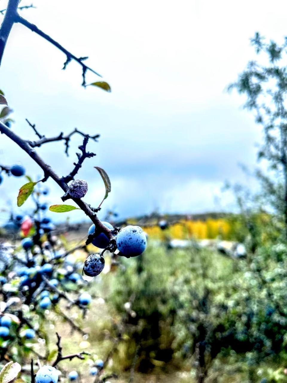 Alojamiento Rural Los Hacheros Траґасете Екстер'єр фото